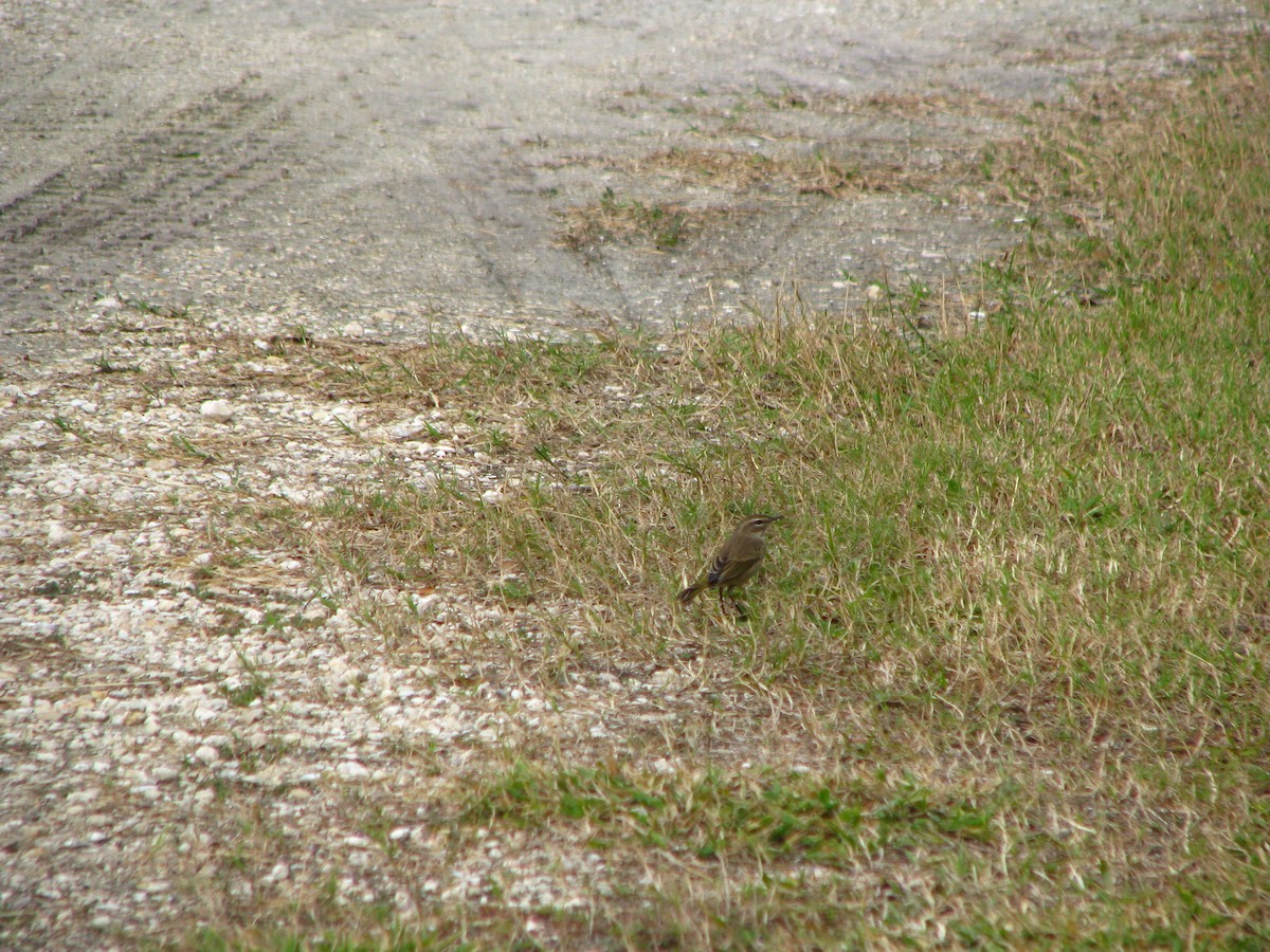 Pine Warbler - ML566293181