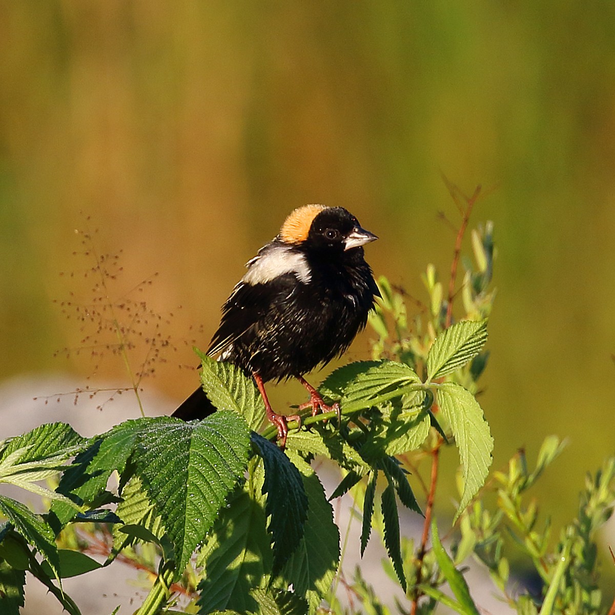 Bobolink - ML56629341