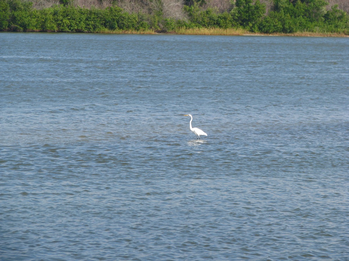 Great Egret - ML566293571