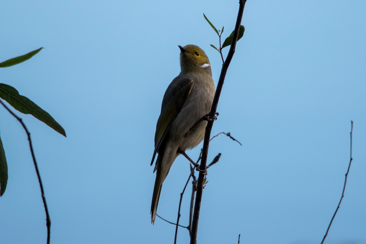 White-plumed Honeyeater - ML566293801