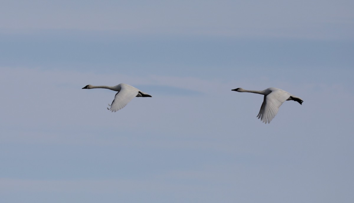 Tundra Swan - ML566294221