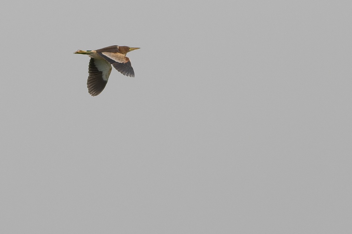 Little Bittern (African) - ML566294691