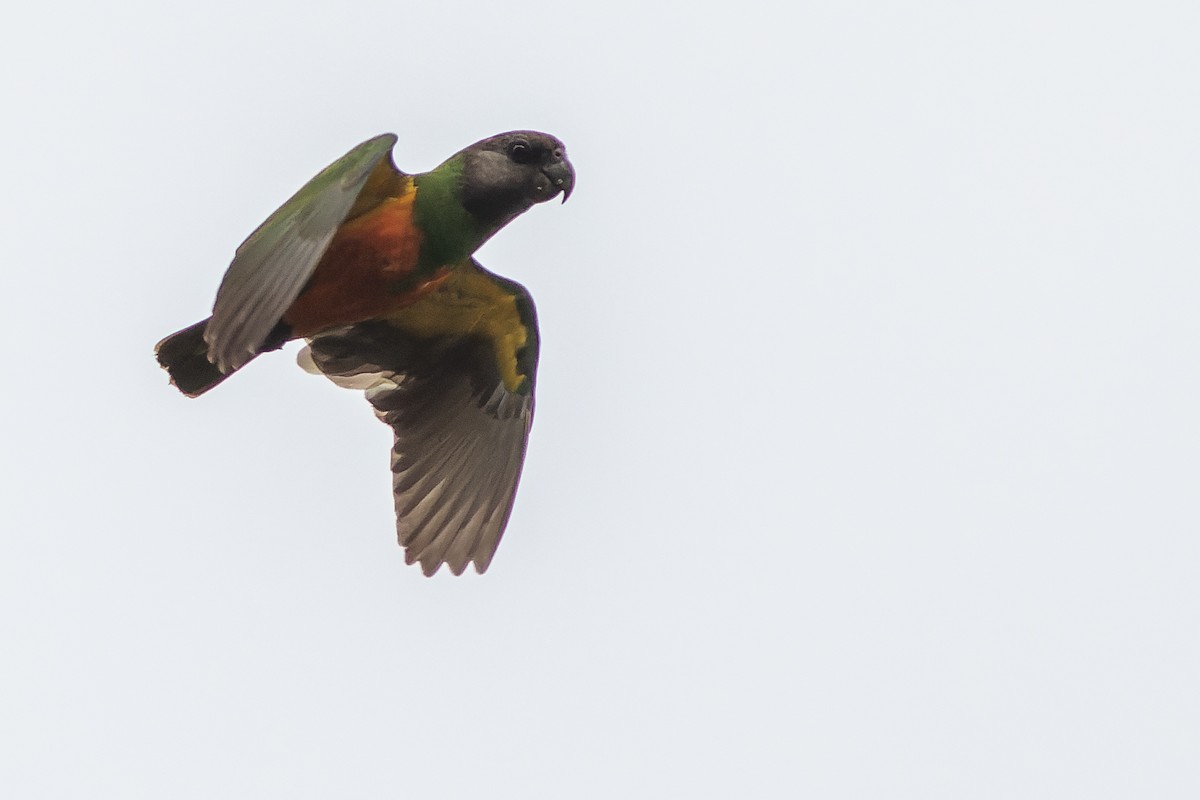 Senegal Parrot - Joachim Bertrands