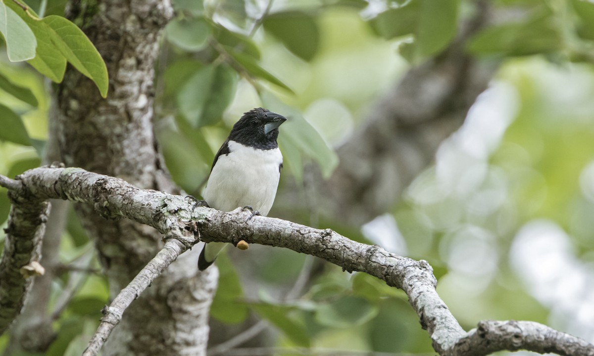 Magpie Mannikin - Zak Pohlen