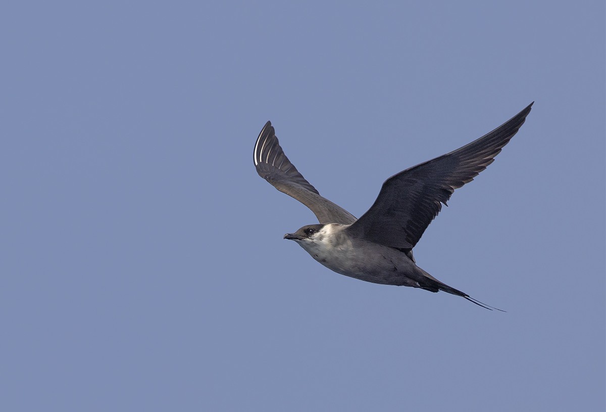 Long-tailed Jaeger - ML566297171