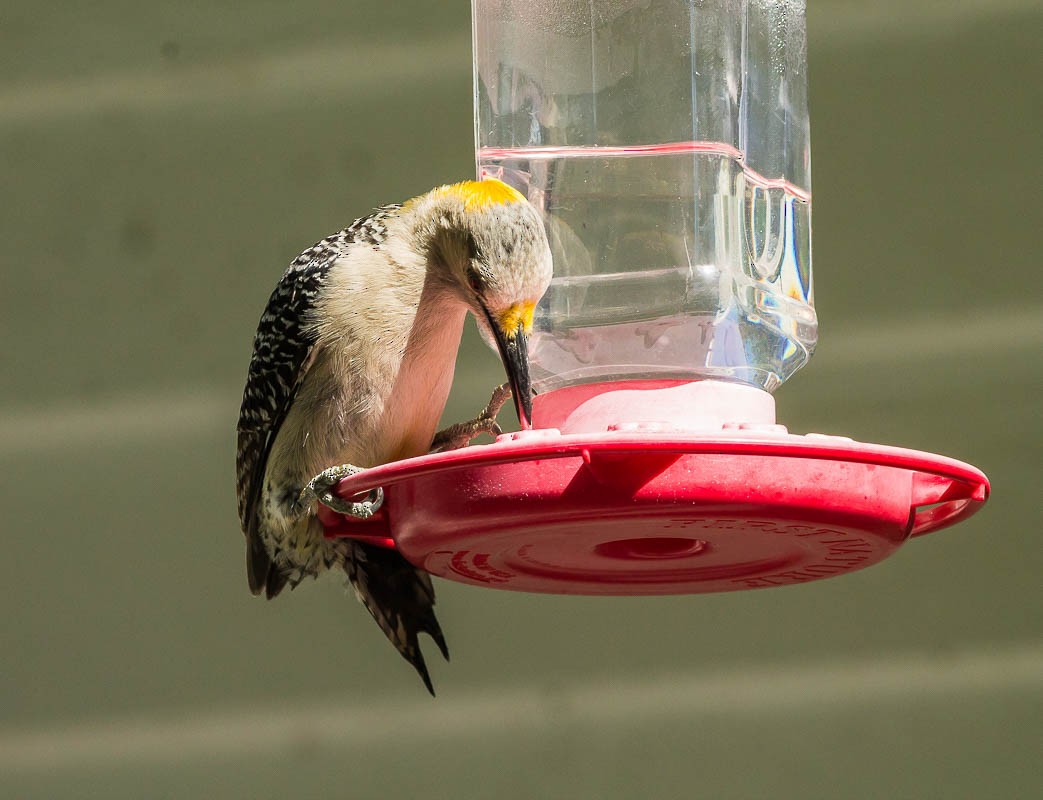 Golden-fronted Woodpecker - ML56629721