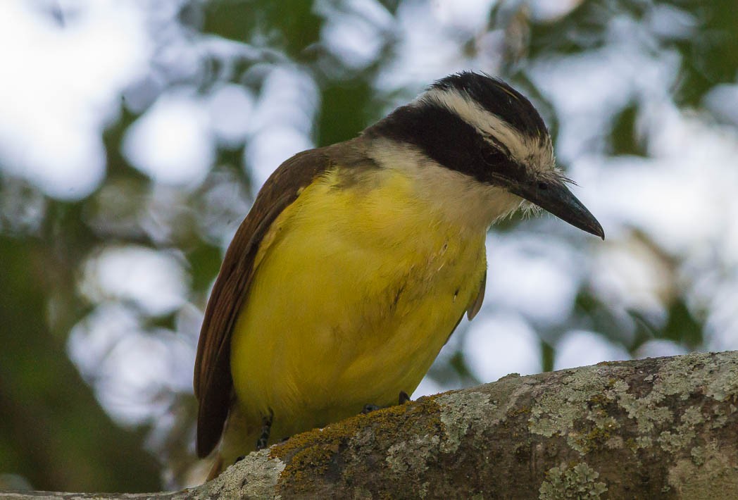 Great Kiskadee - ML56629731