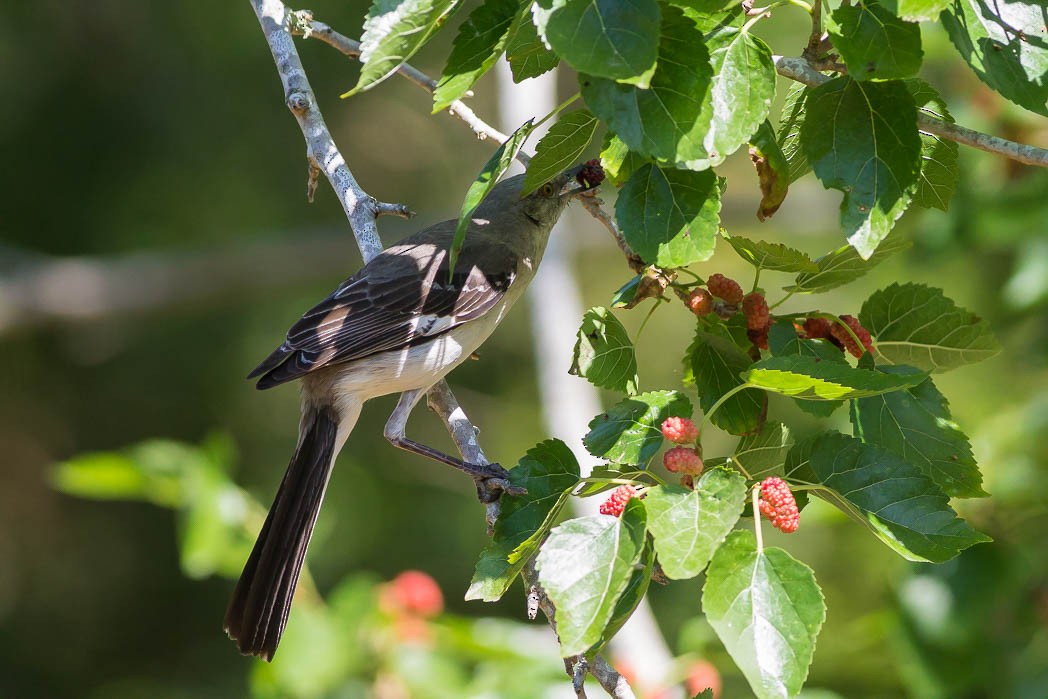 Northern Mockingbird - ML56629761