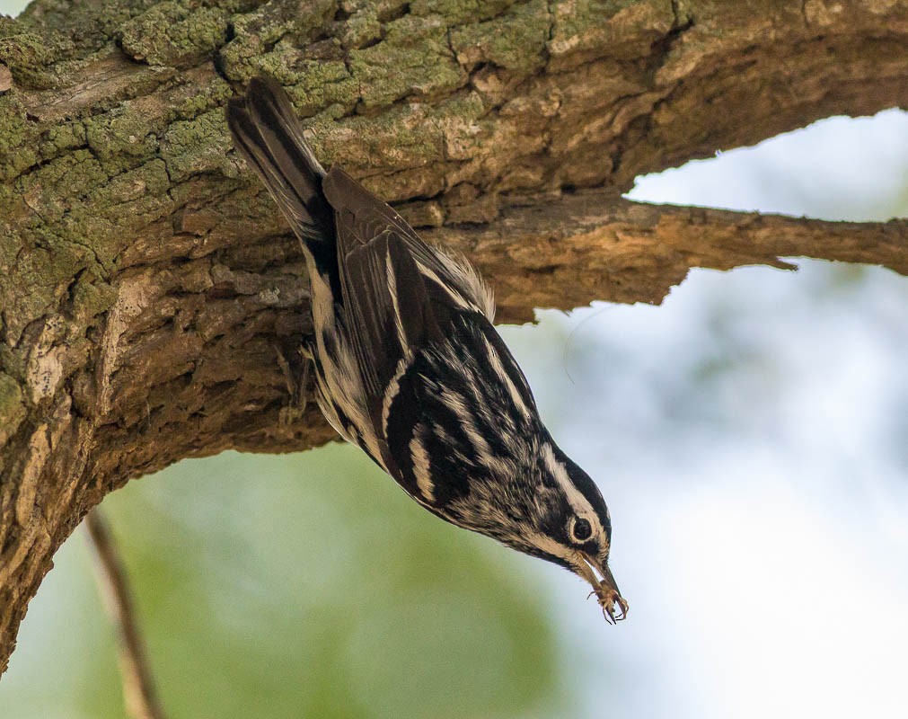 Black-and-white Warbler - ML56629791