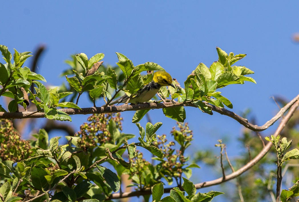 Black-throated Green Warbler - ML56629801