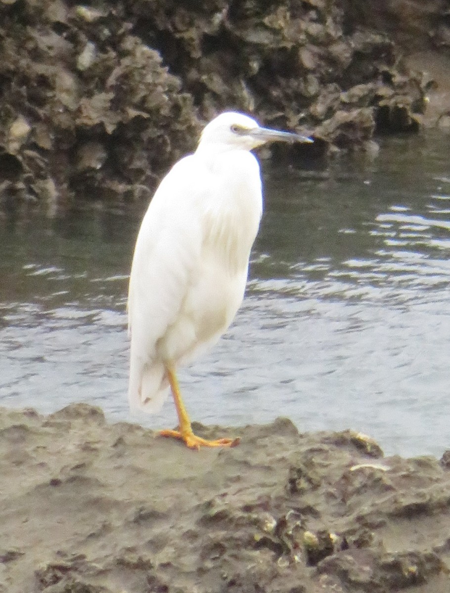 White-faced Heron - Sue F