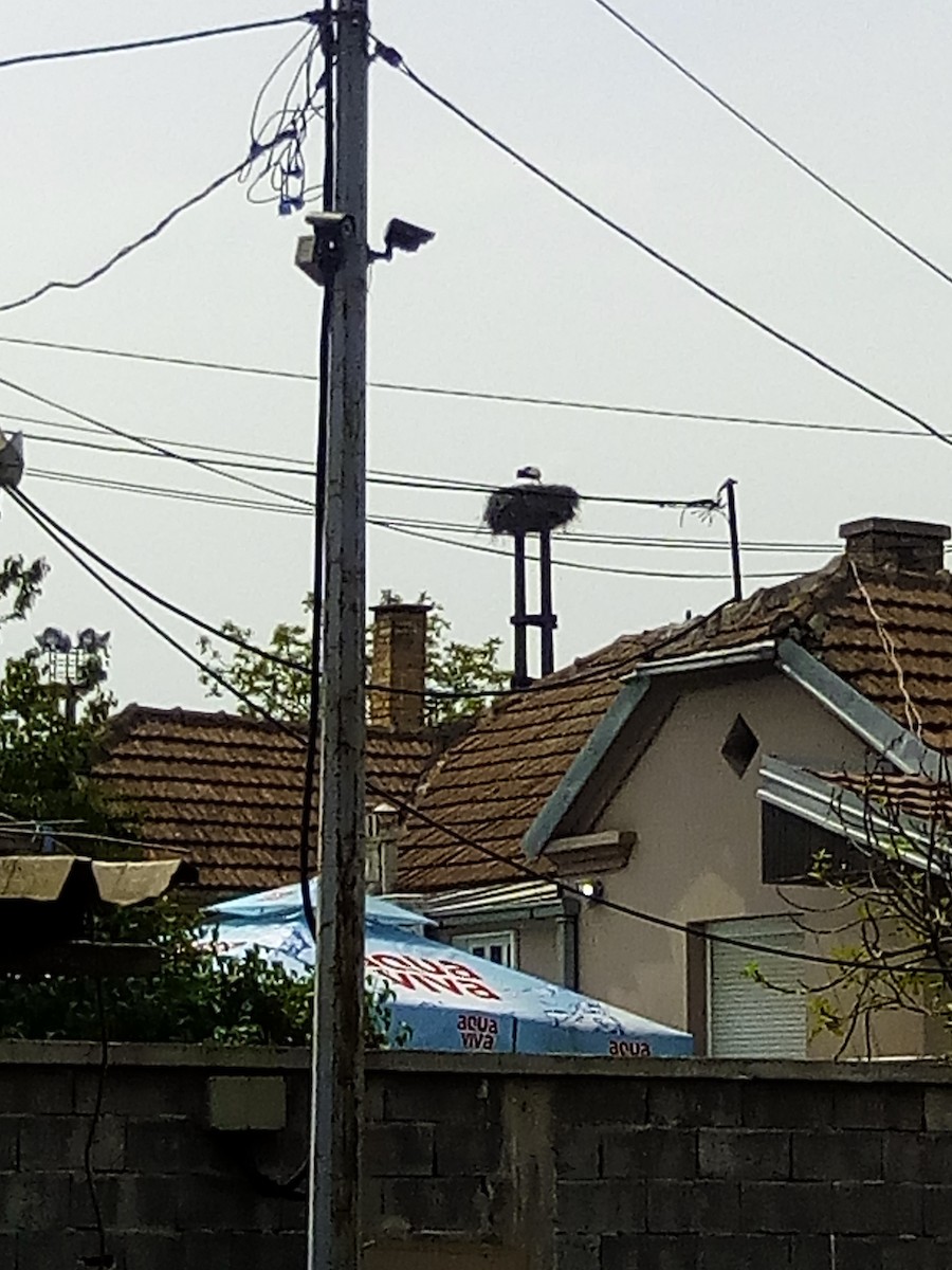 White Stork - ML56629891