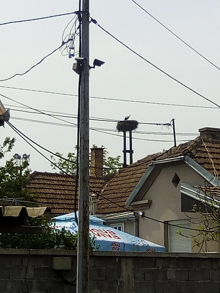 White Stork - ML56629901