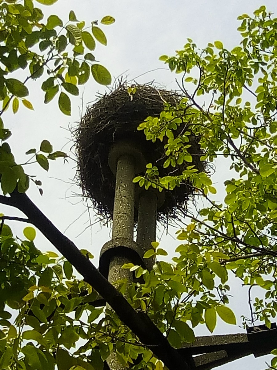 White Stork - ML56629911