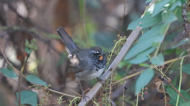 Himalayan Rubythroat - ML566299271