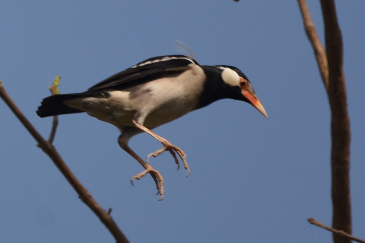 Indian Pied Starling - ML566299591