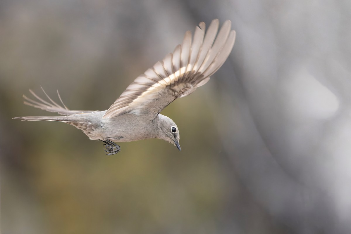 Townsend's Solitaire - Marky Mutchler