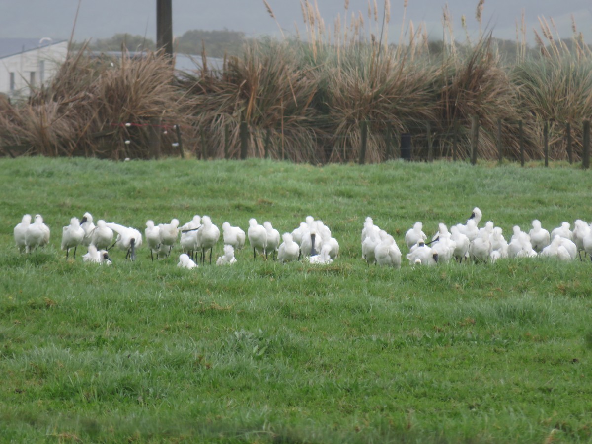 Royal Spoonbill - Sue F