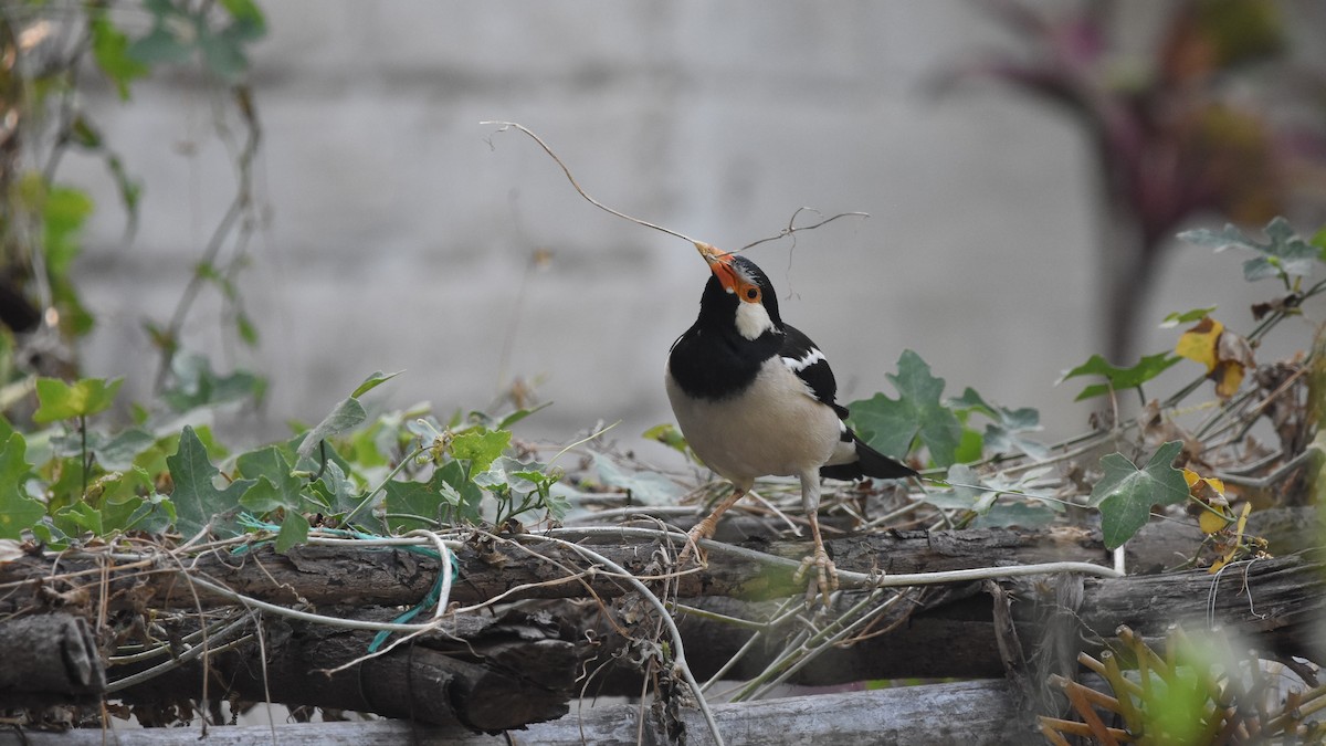 Indian Pied Starling - ML566299991