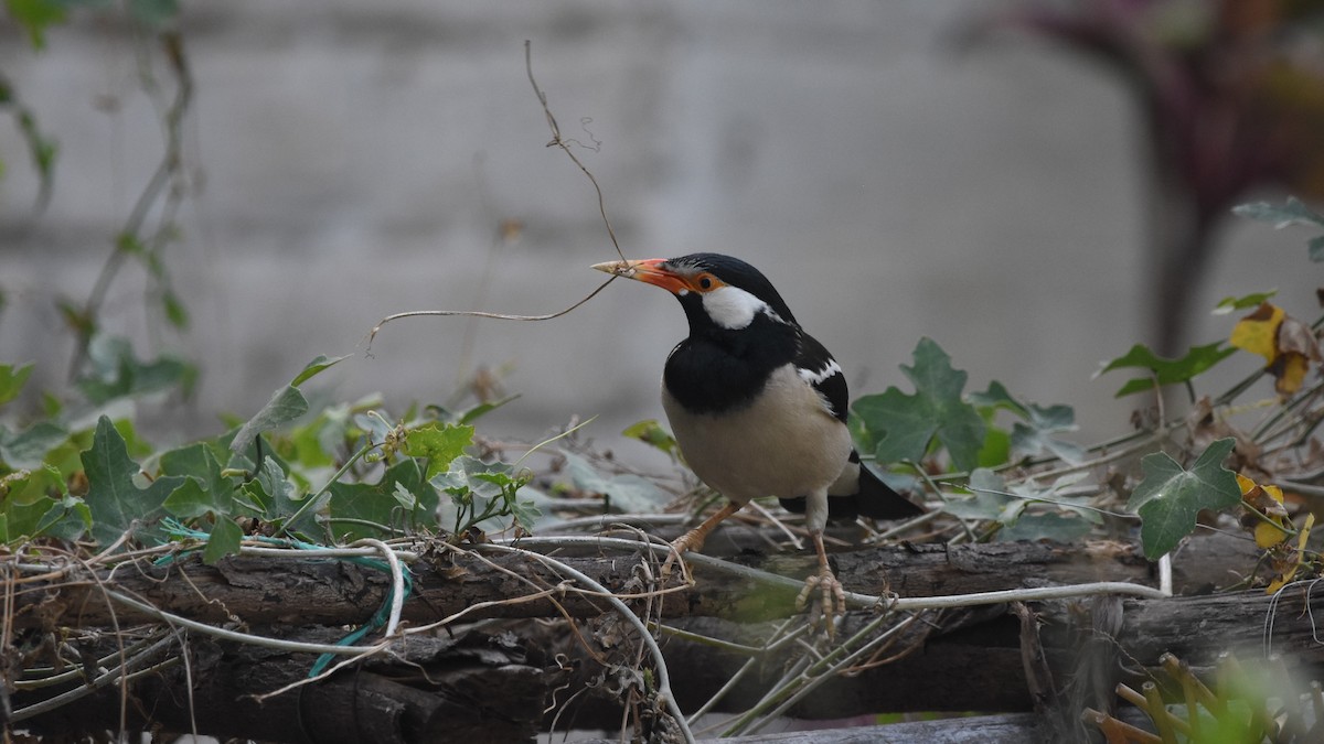 Indian Pied Starling - ML566300001