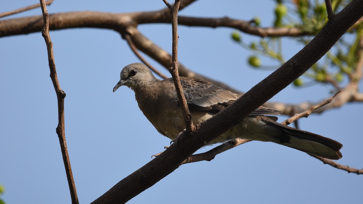 Eurasian Collared-Dove - ML566300681