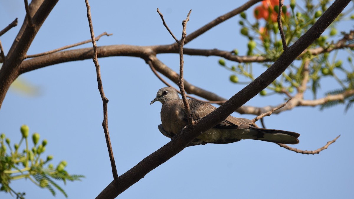 Eurasian Collared-Dove - ML566300691