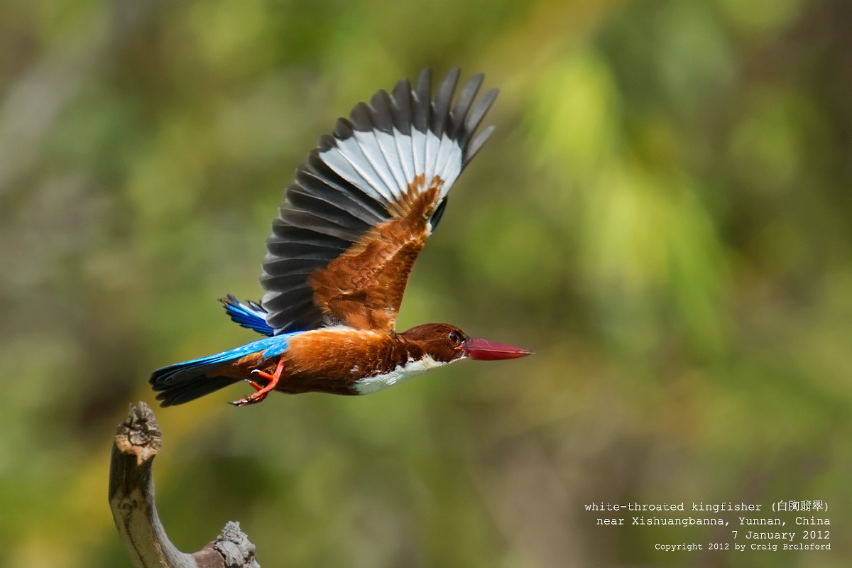 White-throated Kingfisher - ML56630181