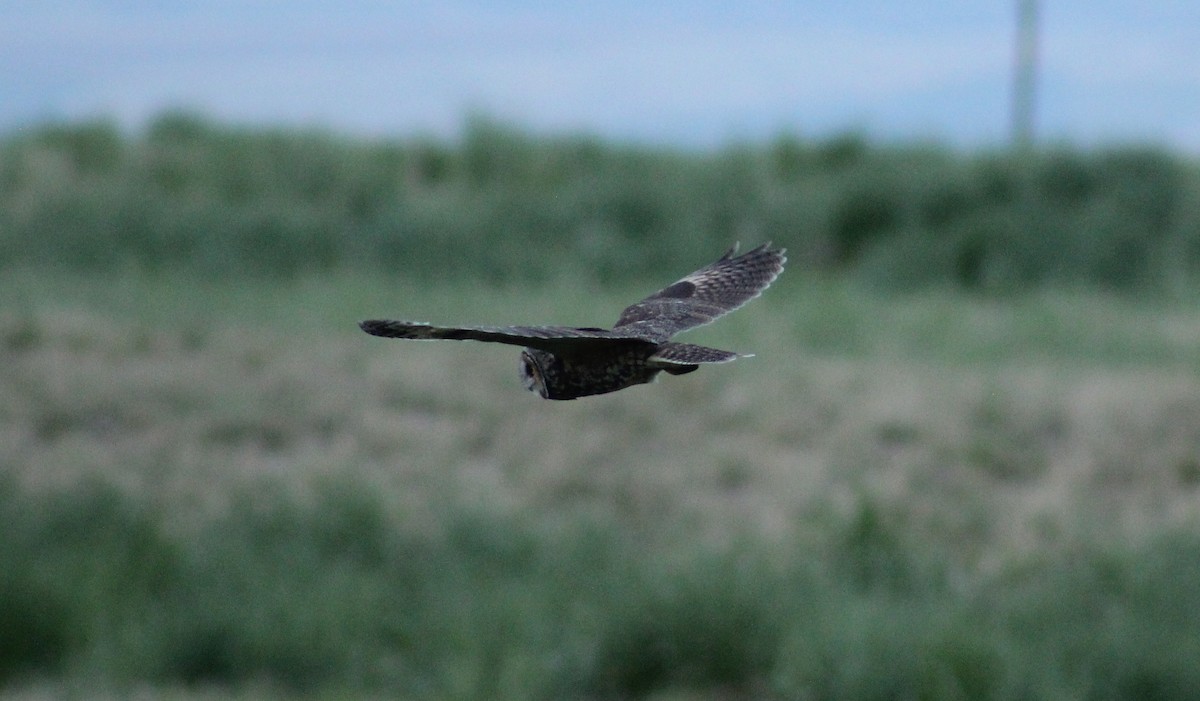 Long-eared Owl - ML566302741