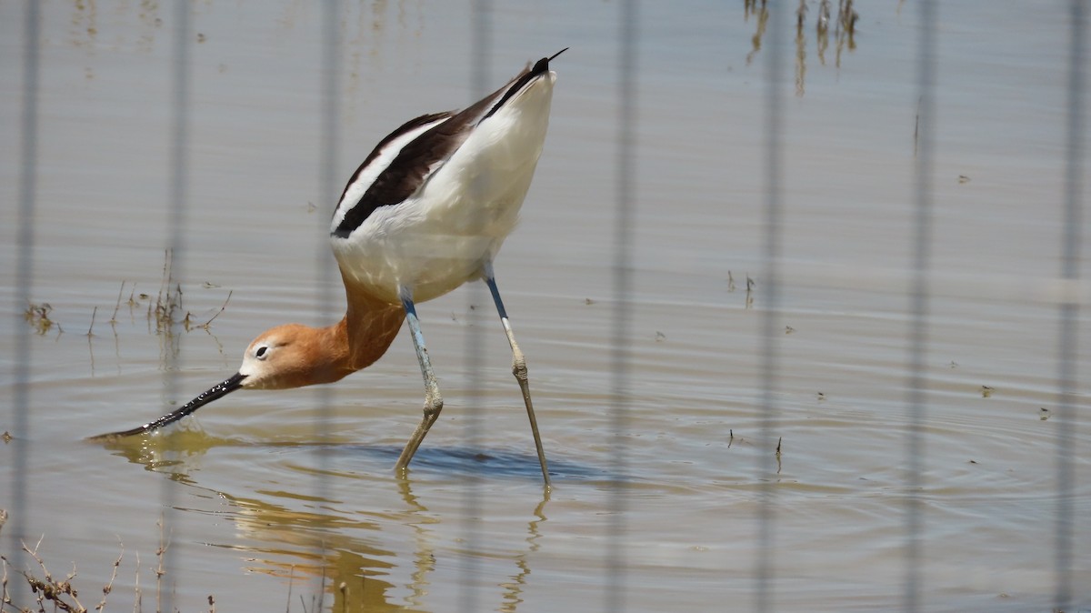 American Avocet - ML566302971