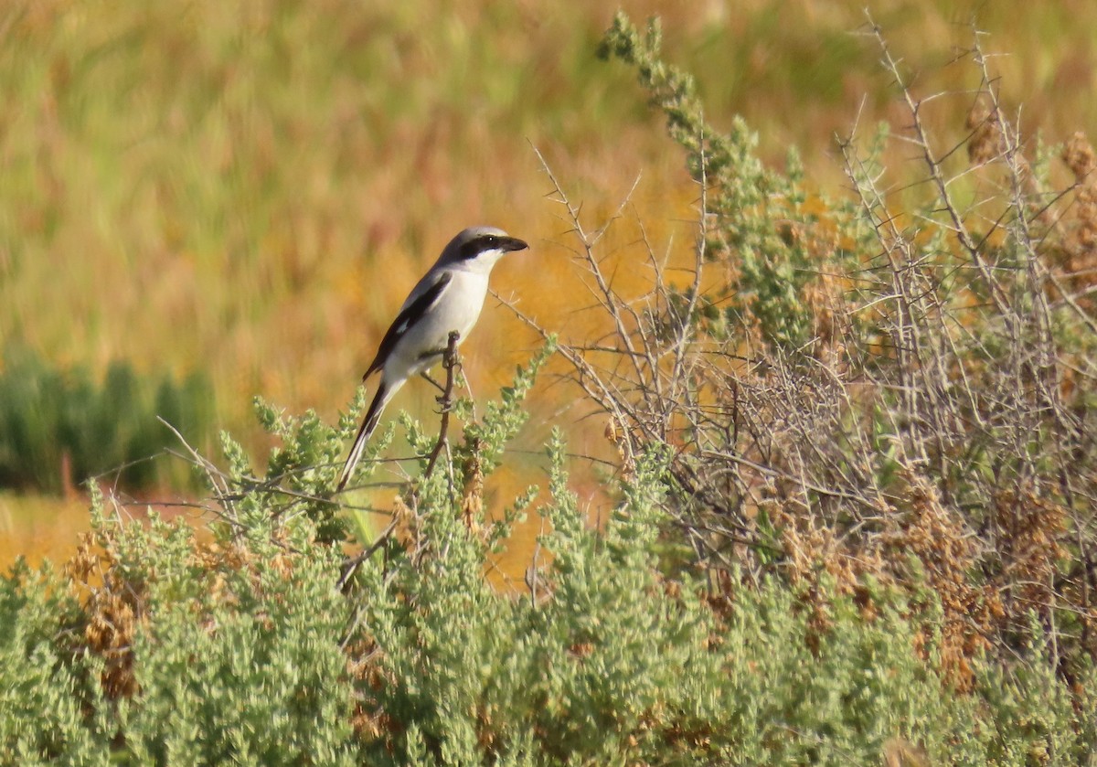 Loggerhead Shrike - ML566302981