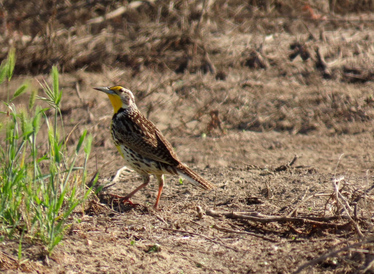 Western Meadowlark - ML566302991