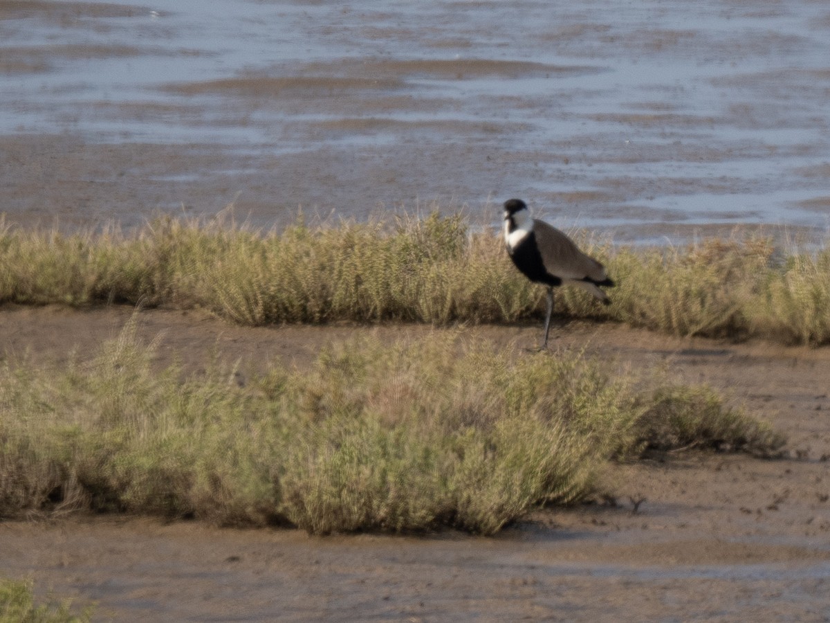 Spur-winged Lapwing - ML566303491