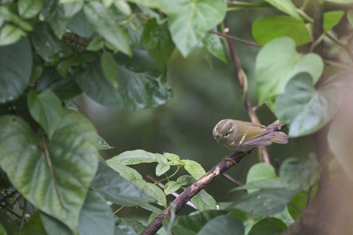 Mosquitero de Blyth/de Claudia/de Hartert - ML566307321