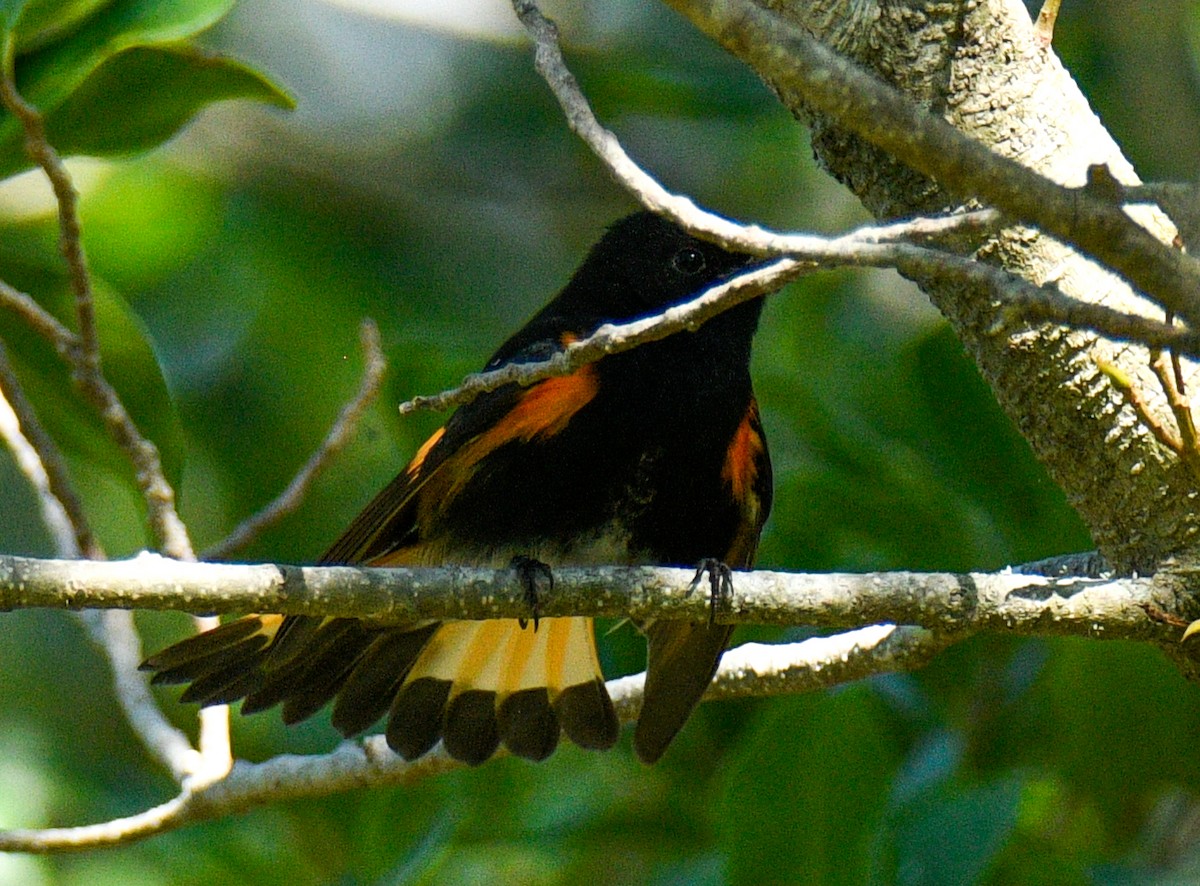 American Redstart - Rich Eginton