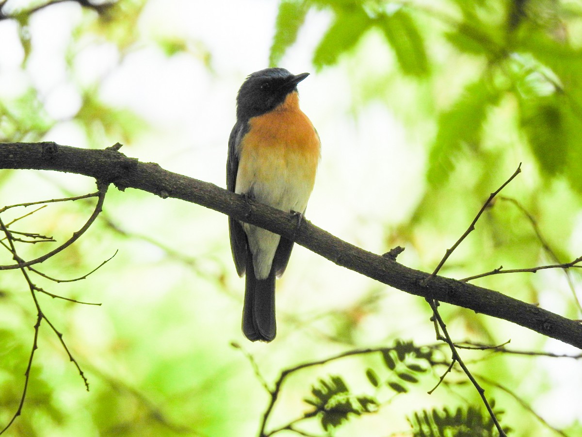 Tickell's Blue Flycatcher - ML566307921