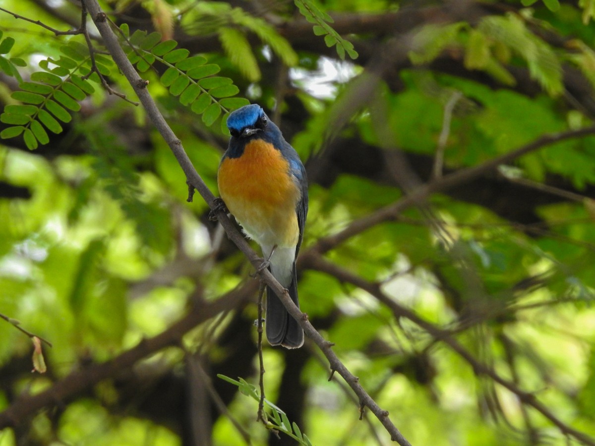 Tickell's Blue Flycatcher - ML566307931