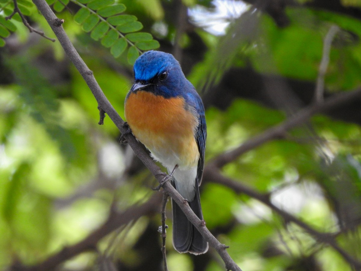 Tickell's Blue Flycatcher - ML566307951