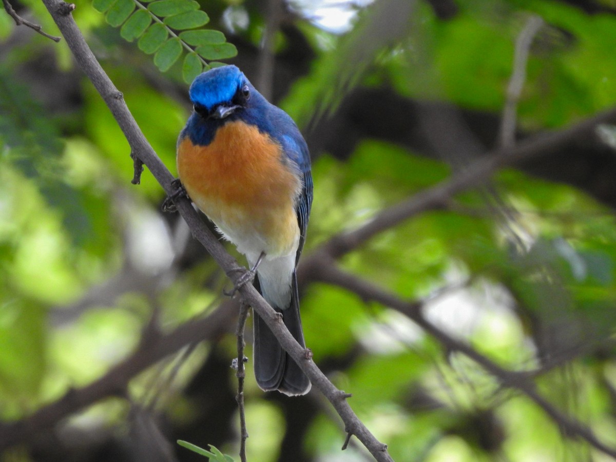 Tickell's Blue Flycatcher - ML566307961