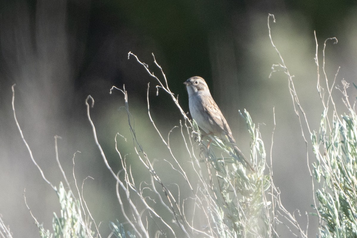 Brewer's Sparrow - ML566309131