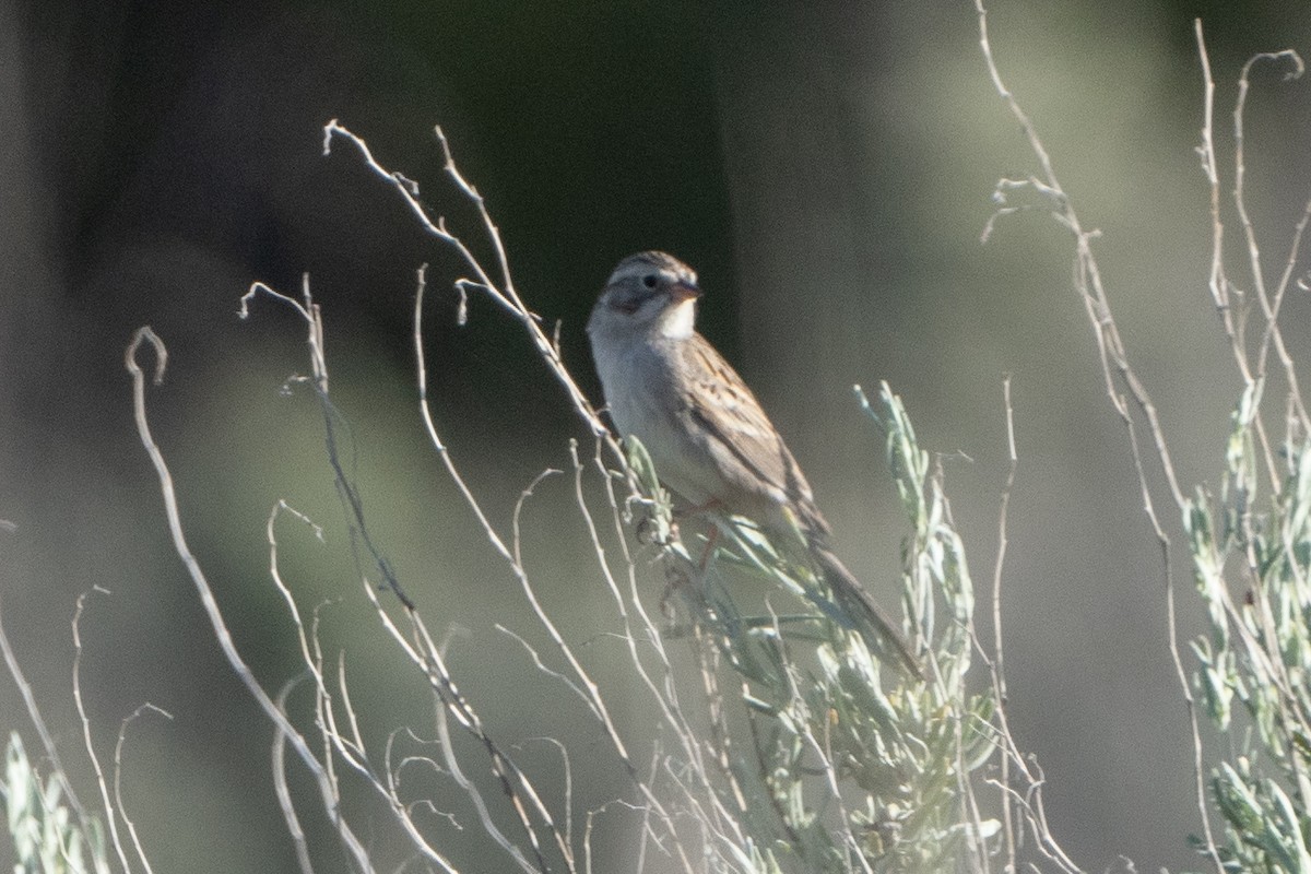 Brewer's Sparrow - ML566309141