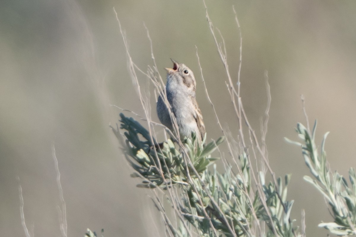 Brewer's Sparrow - ML566309151