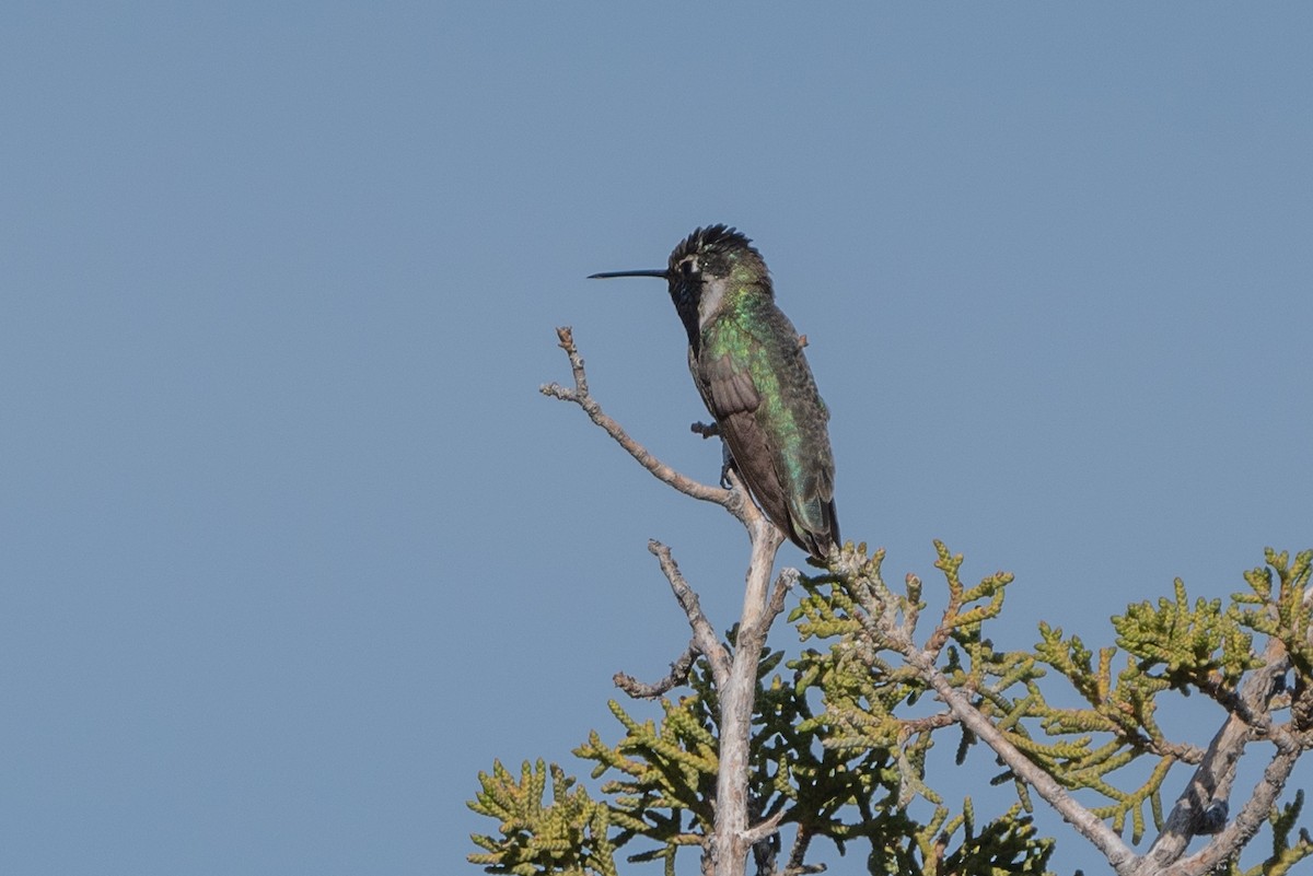 ørkenkolibri - ML566309311