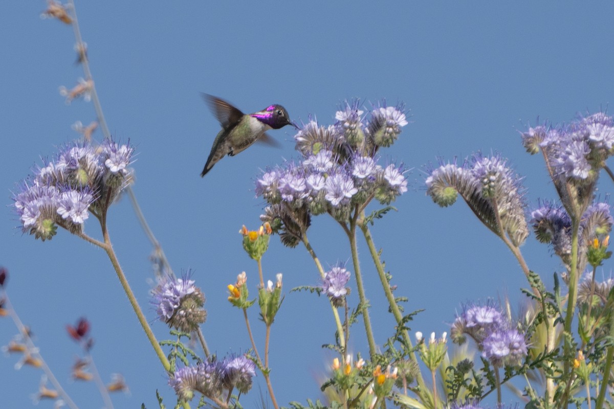 ørkenkolibri - ML566309331