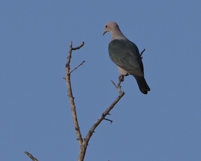 Green Imperial-Pigeon - Ramachandran Rajagopal