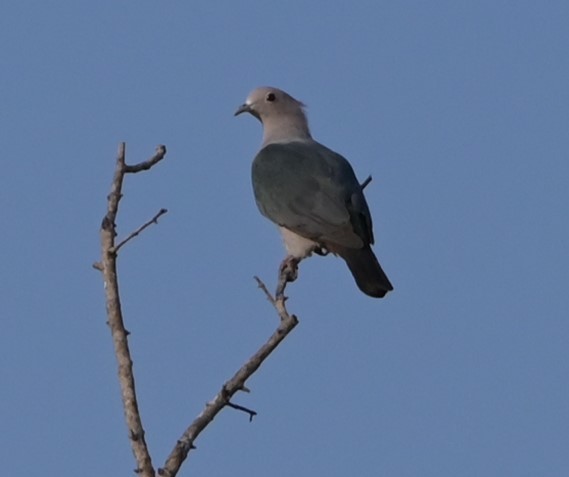 Green Imperial-Pigeon - Ramachandran Rajagopal