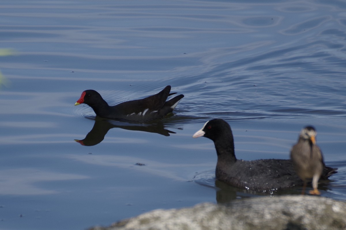 Gallinule poule-d'eau - ML566309841