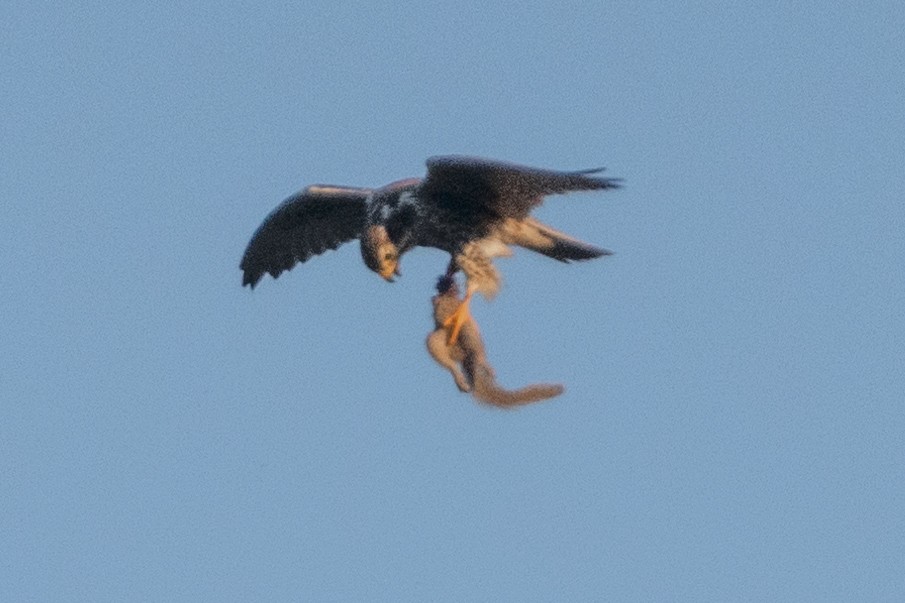 Prairie Falcon - Sophie Cameron