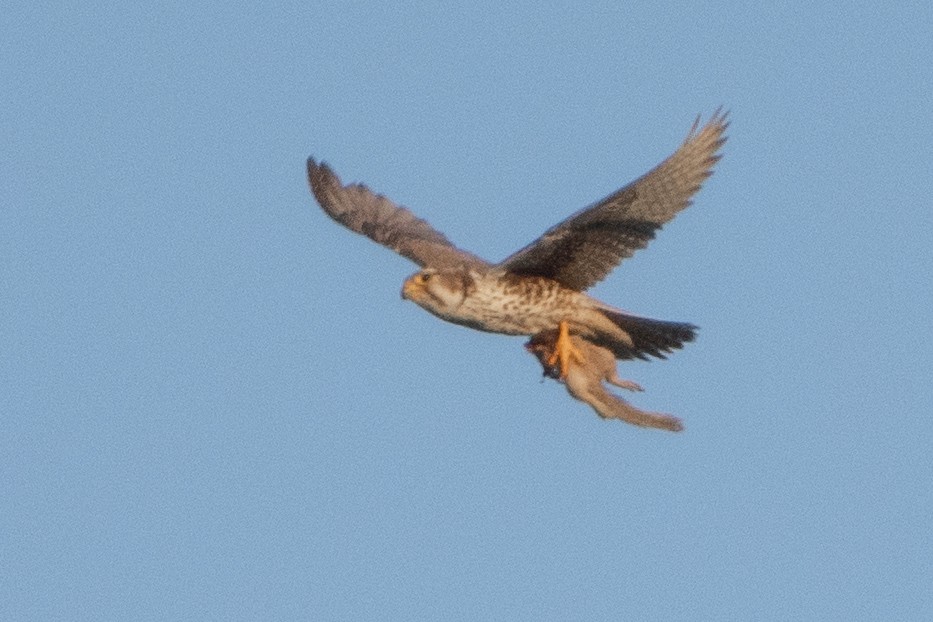 Prairie Falcon - Sophie Cameron