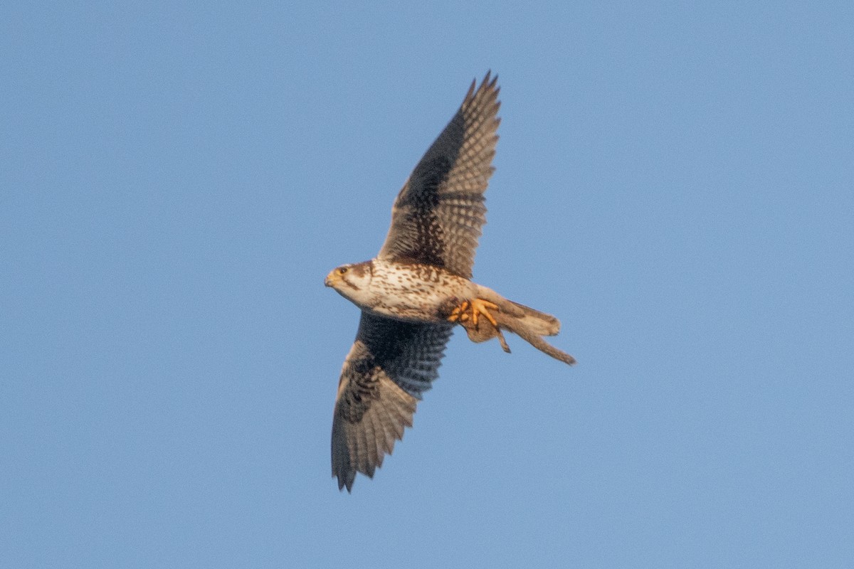 Prairie Falcon - ML566309941