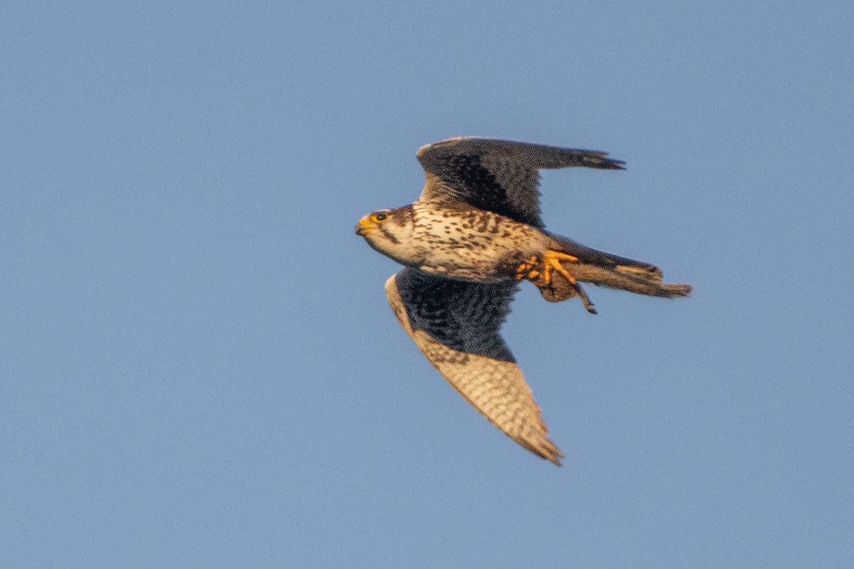 Prairie Falcon - Sophie Cameron